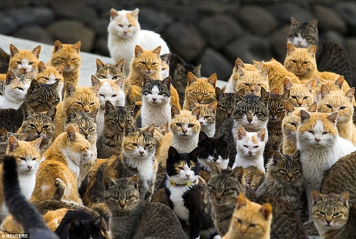 
	
	Mèo đông hơn cả người. Ước tính cứ 1 người sẽ có 6 con mèo.